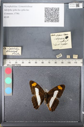 Media type: image;   Entomology 145330